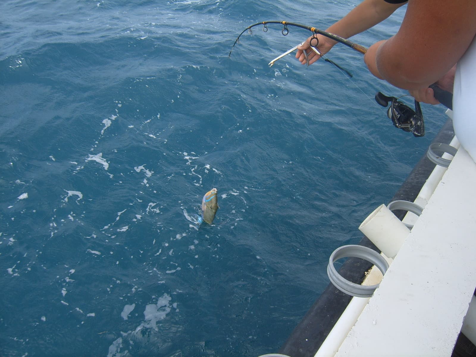 Yes a fish!