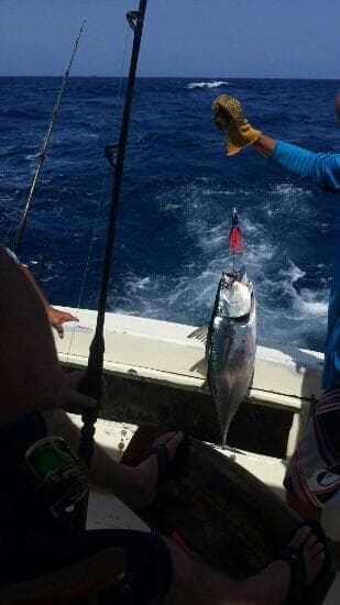 tuna