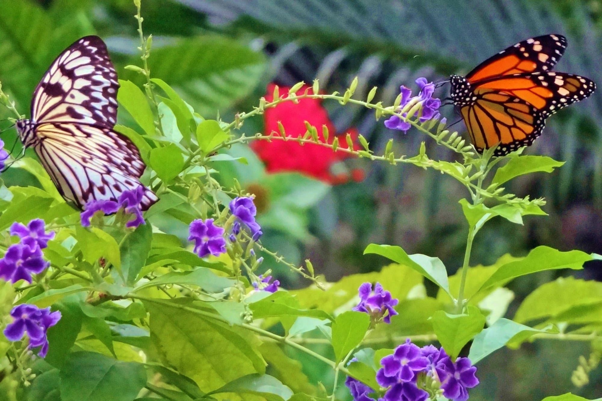 lots of butterflies