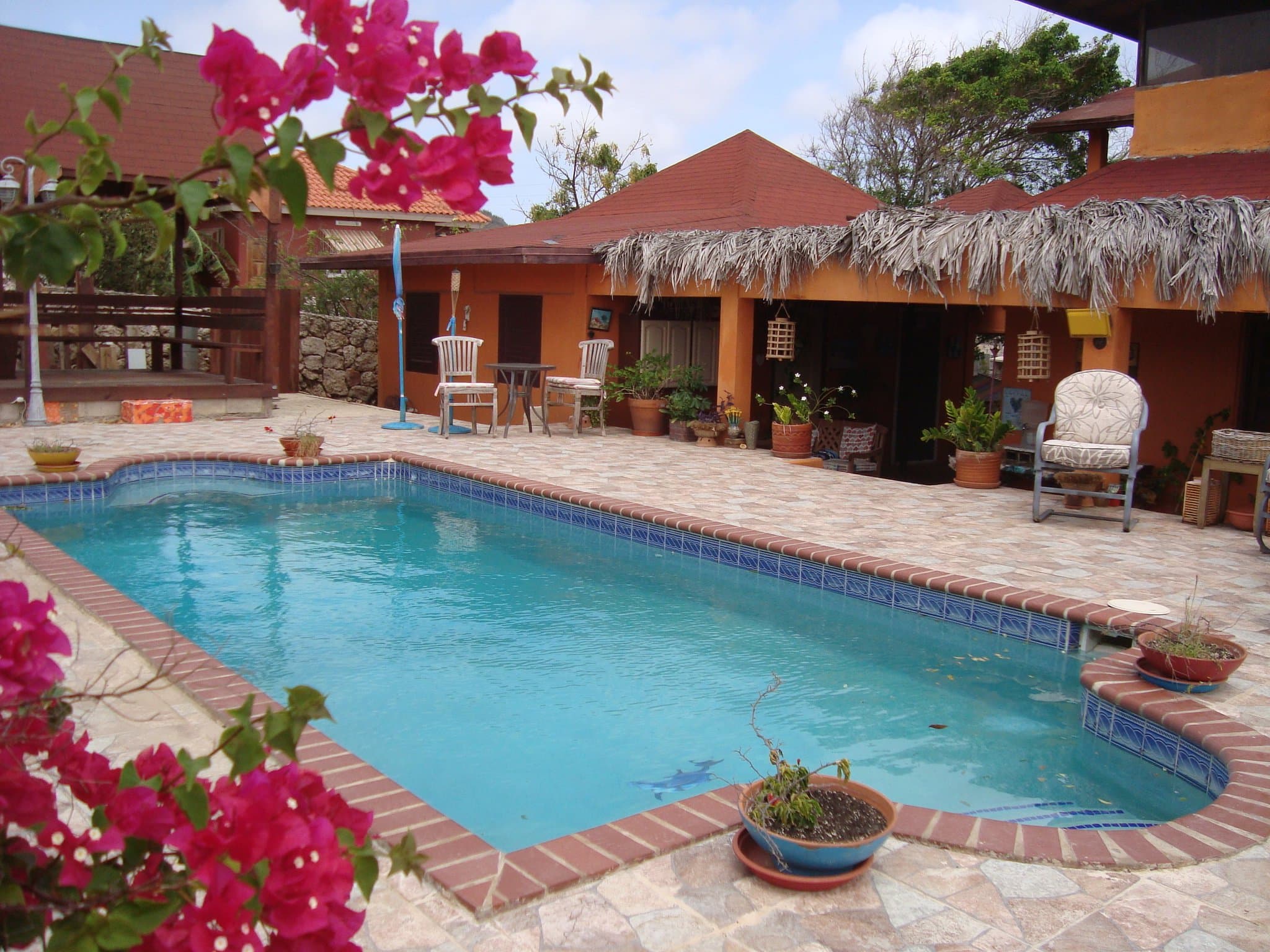 Bougainville in Full bloom