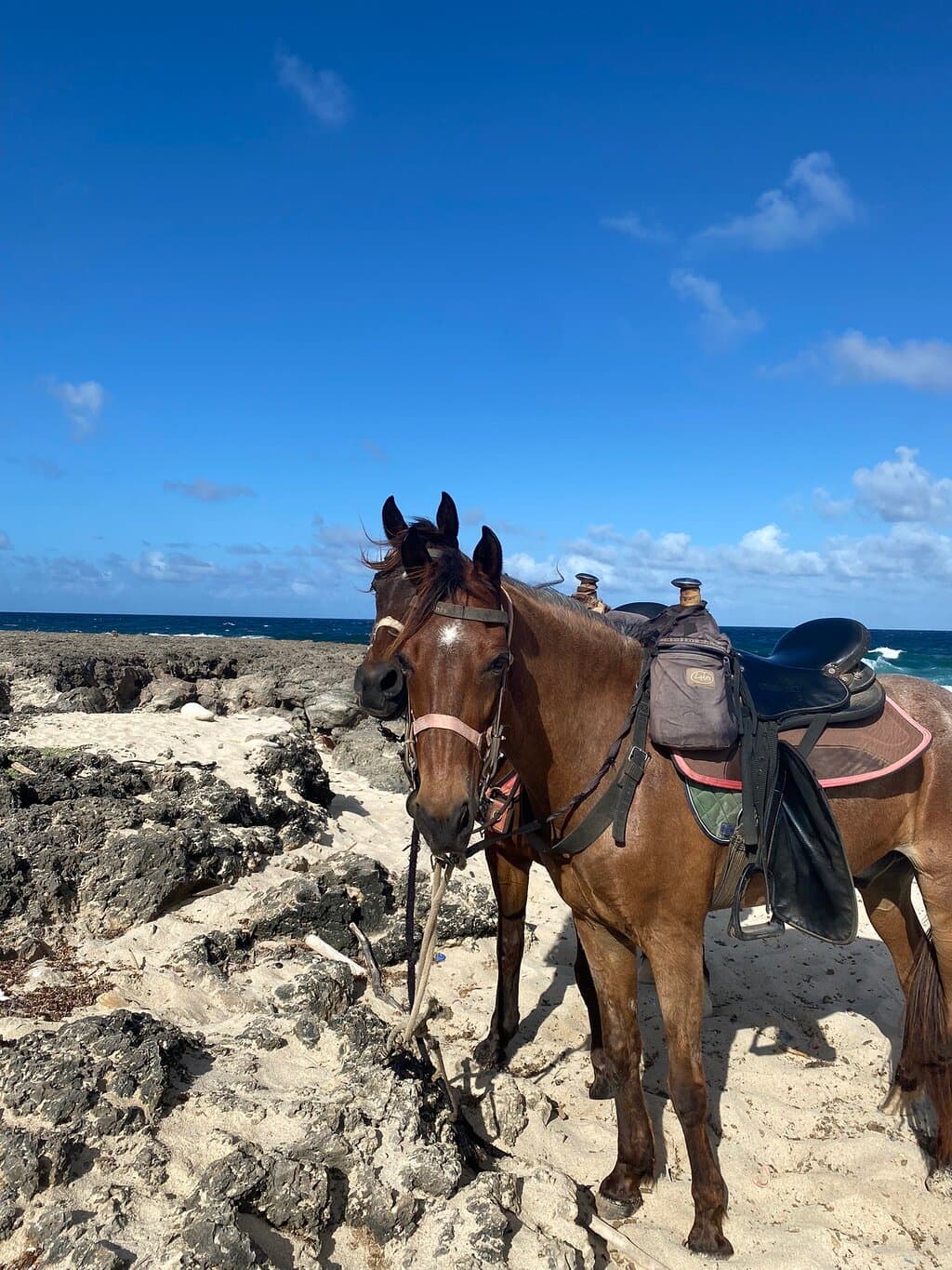 Nestor was nice enough to let me ride his amazing horse Pamela Anderson after hearing I just had acl surgery 5 months ago. Pilo was a great trail guide and made a ride so much fun. We a couple of stops during our ride for pictures and to take in the beauty of Aruba.